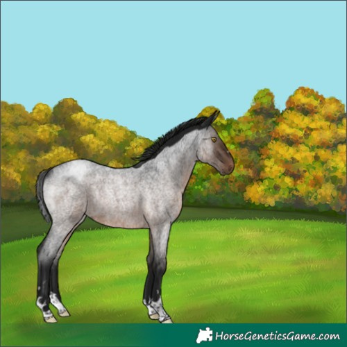 Horse Color:Gray Brown Roan Rabicano 