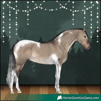 Horse Color:Brown Dun Tobiano 