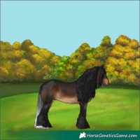 Horse Color:Gray Brown