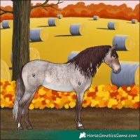 Horse Color:Chocolate Brown Roan Dun Brindle