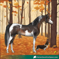 Horse Color:Brown Tobiano 