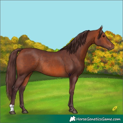 Horse Color:Chocolate Bay Rabicano 