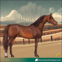 Horse Color:Chocolate Bay Rabicano 