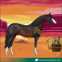 Horse Color:Brown
