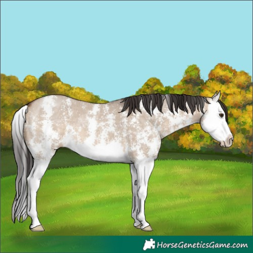 Horse Color:Brown Dun Sabino Splash 