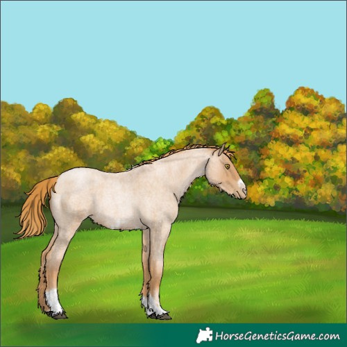 Horse Color:Red Roan Pearl Tobiano Frame 