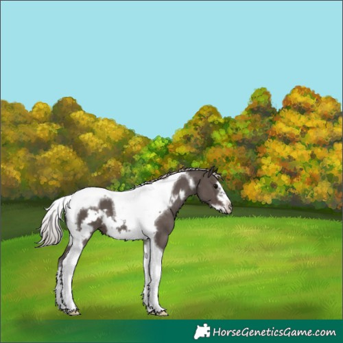 Horse Color:Silver Black Tobiano Frame 