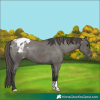 Horse Color:Grullo Blanket 