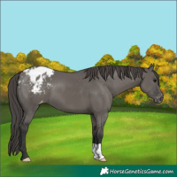 Horse Color:Grullo Appaloosa 