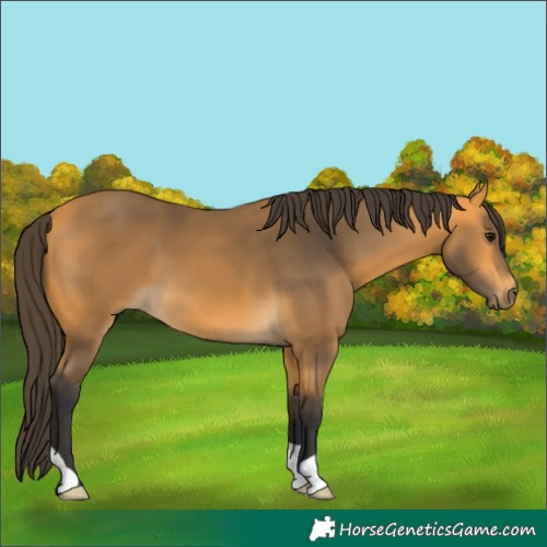 Horse Color:Buckskin 