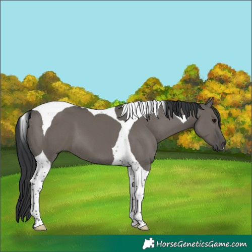 Horse Color:Grullo Tobiano 