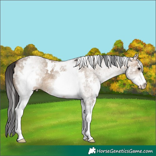 Horse Color:White Spotted Bay Dun 