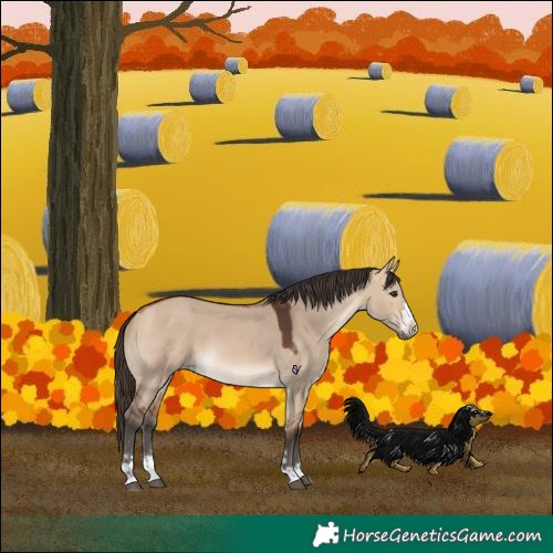 Horse Color:Bay Dun 
