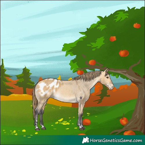 Horse Color:Buckskin Dun Blanket 