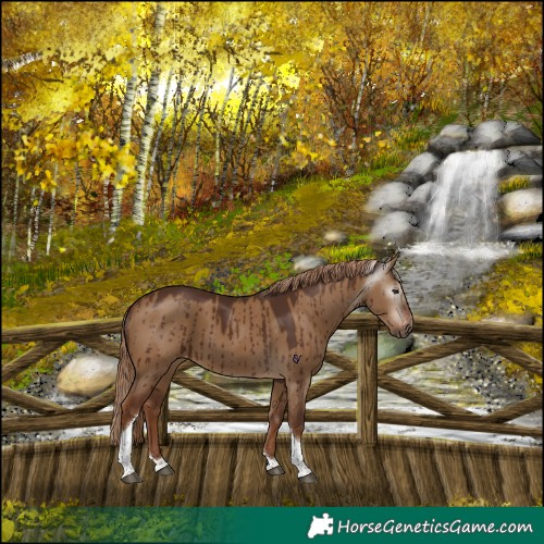 Horse Color:Gray Red Dun Tobiano Appaloosa Brindle