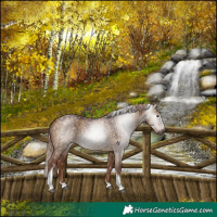 Horse Color:Gray Red Dun Tobiano Appaloosa Brindle 