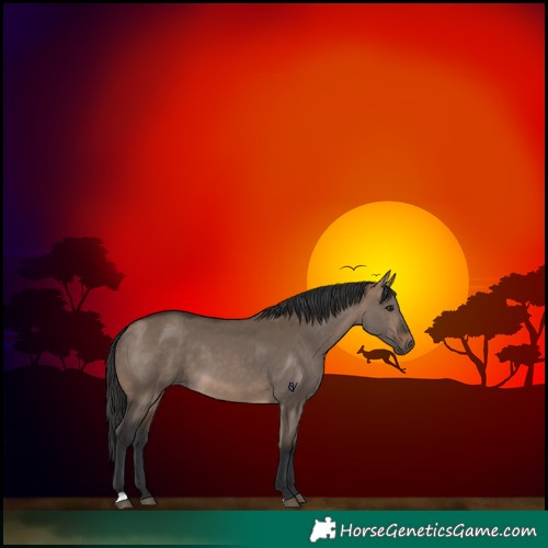 Horse Color:Brown Dun 