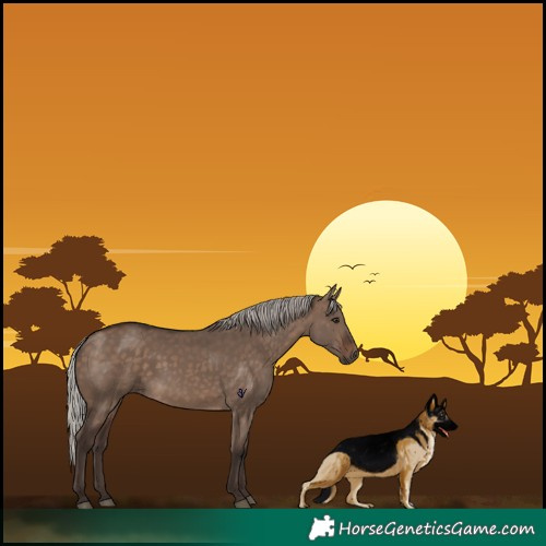 Horse Color:Silver Brown Dun 