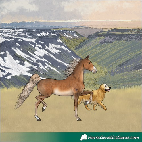 Horse Color:Chocolate Palomino Splash Rabicano 