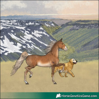 Horse Color:Chocolate Palomino Splash Rabicano 