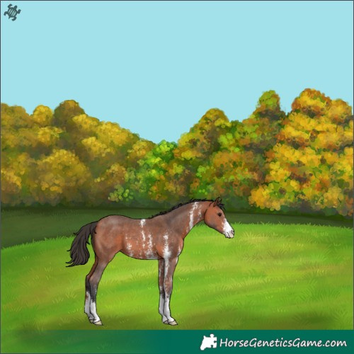 Horse Color:Bay Sabino 