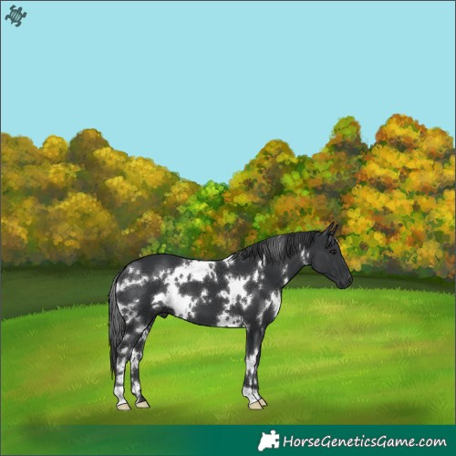 Horse Color:White Spotted Black