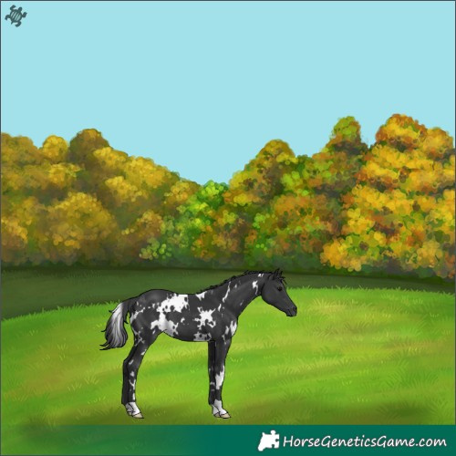 Horse Color:White Spotted Black 