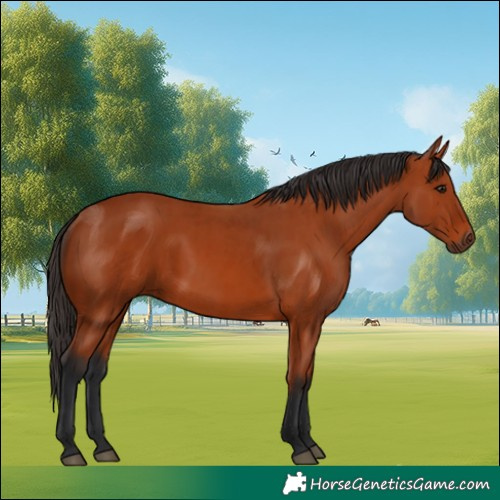 Horse Color:Bay Rabicano and Bay