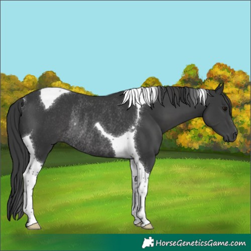 Horse Color:Black Tobiano Rabicano 