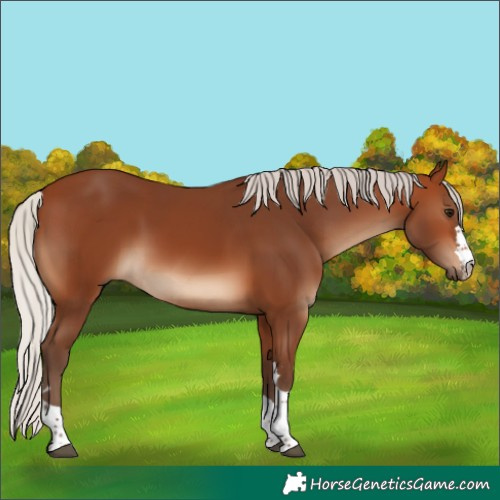 Horse Color:Silver Brown 