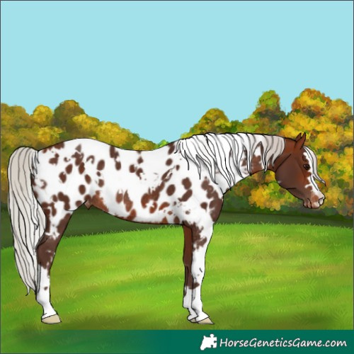 Horse Color:White Spotted Silver Bay Near Leopard Rabicano 