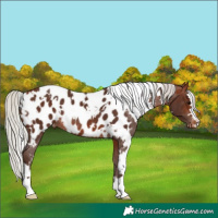 Horse Color:White Spotted Silver Bay Appaloosa Rabicano