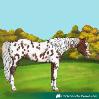 Horse Color:White Spotted Silver Bay Appaloosa Rabicano 