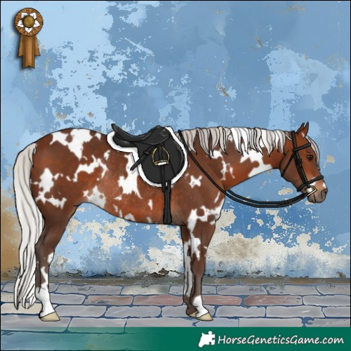 Horse Color:White Spotted Silver Bay Rabicano
