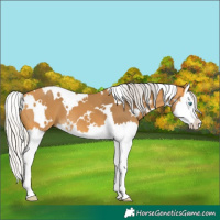 Horse Color:White Spotted Silver Buckskin Splash 