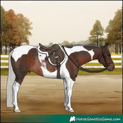 Horse Color:Silver Brown Tobiano Rabicano 