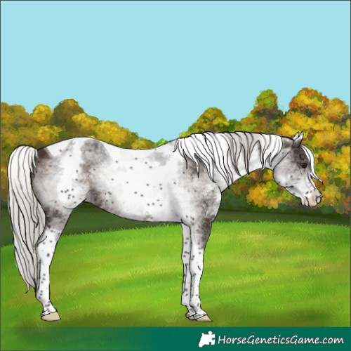 Horse Color:White Spotted Silver Brown Tobiano 