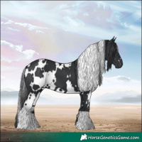 Horse Color:White Spotted Black 