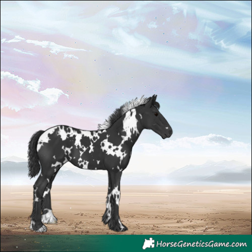 Horse Color:White Spotted Black 