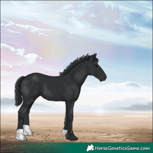 Horse Color:Black 