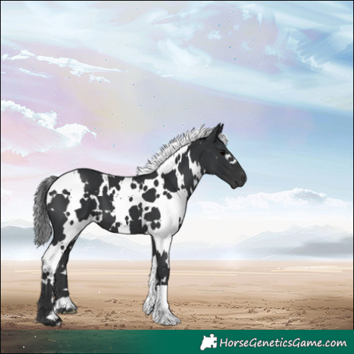 Horse Color:White Spotted Black