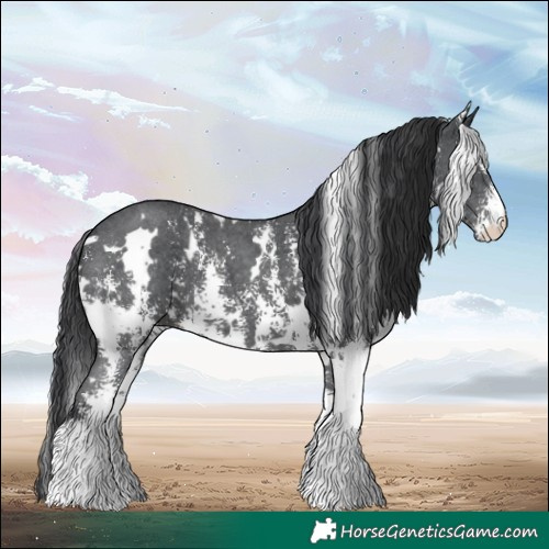 Horse Color:White Spotted Black Sabino