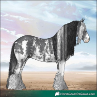 Horse Color:White Spotted Black Sabino 