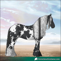 Horse Color:White Spotted Black 