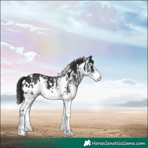 Horse Color:White Spotted Black