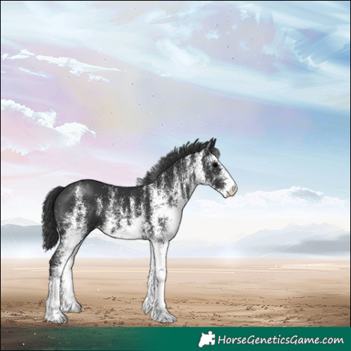 Horse Color:White Spotted Black