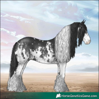 Horse Color:White Spotted Black 