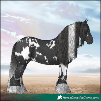Horse Color:White Spotted Black 
