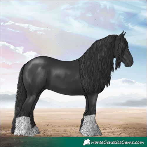 Horse Color:Black 