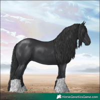 Horse Color:Black 